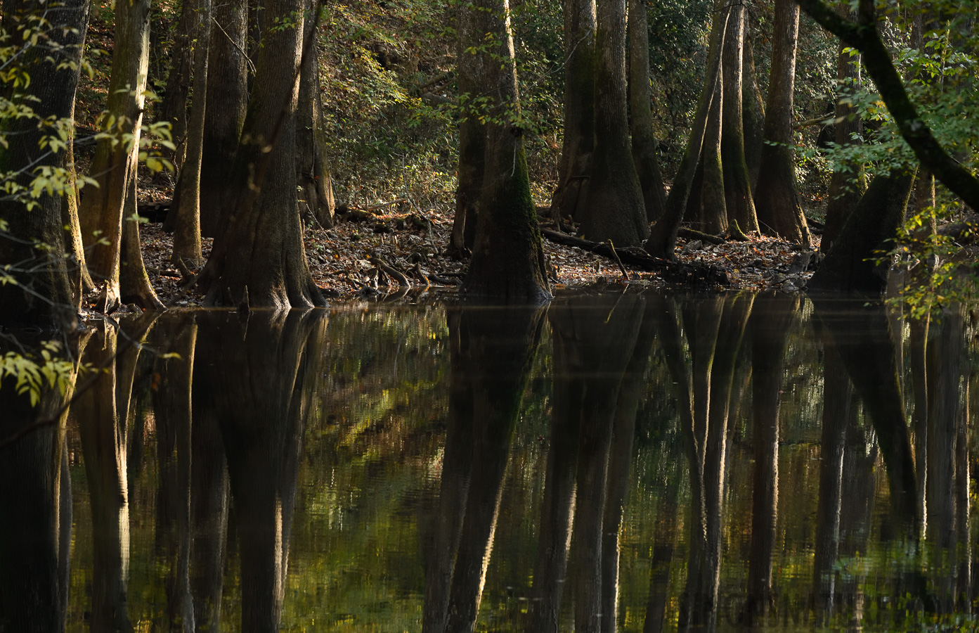 South Carolina [200 mm, 1/125 Sek. bei f / 7.1, ISO 1600]